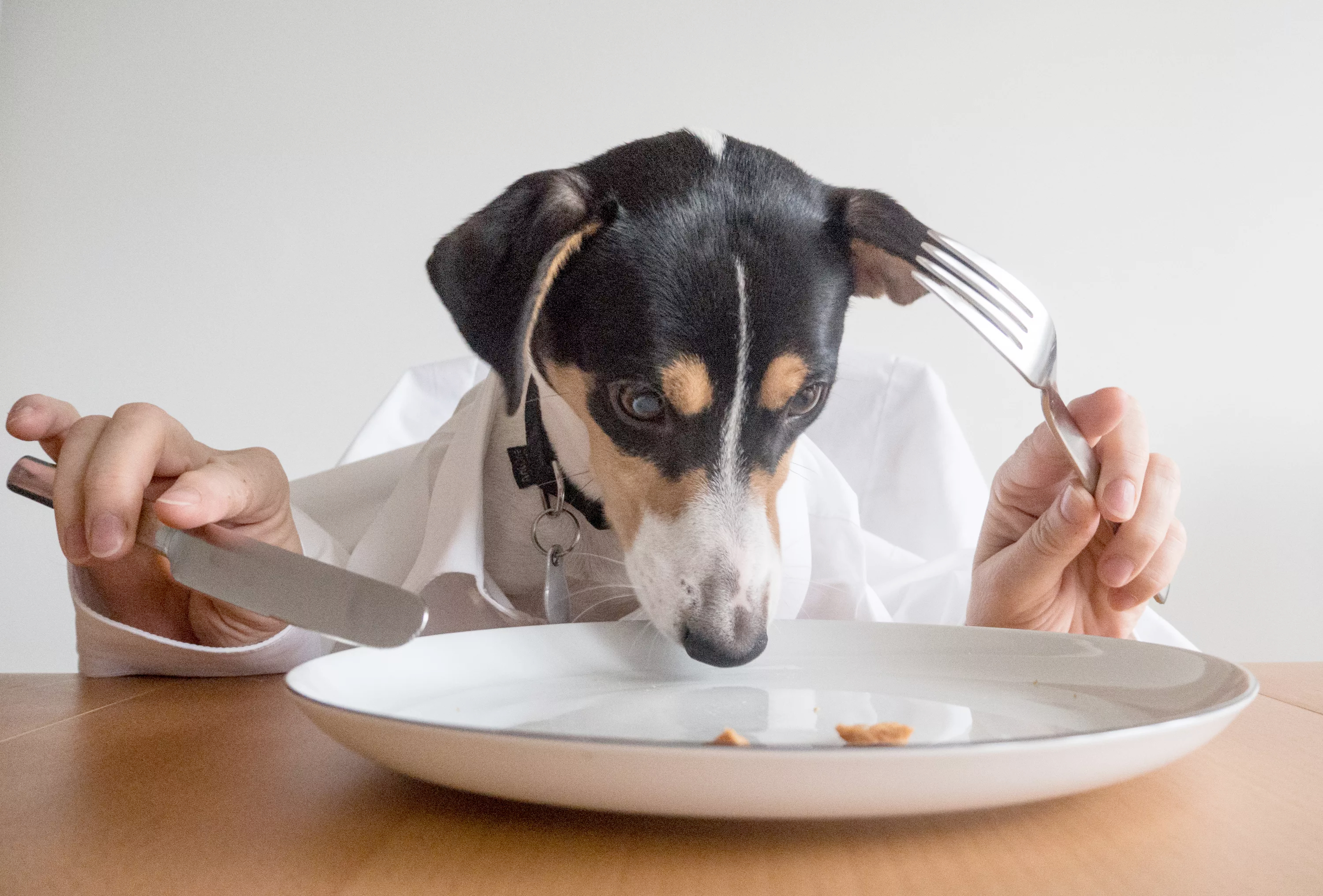 Understanding a Dog’s Dietary Needs