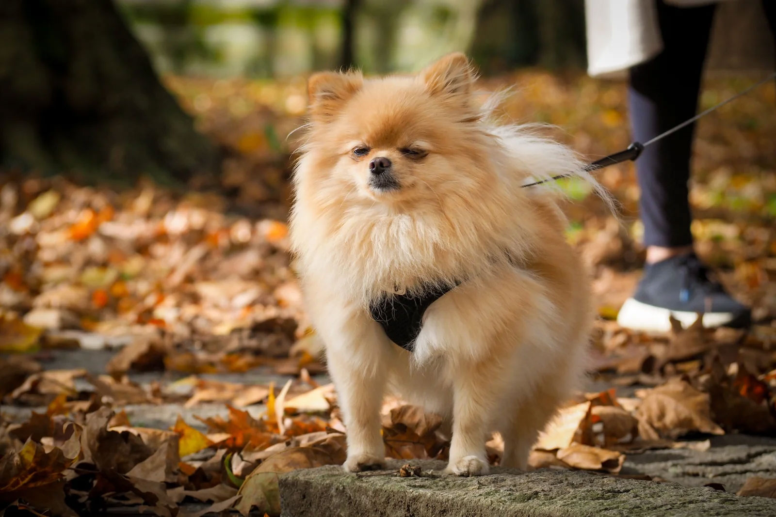 Essential Pet Care Tips for Your Fancy Pomeranian