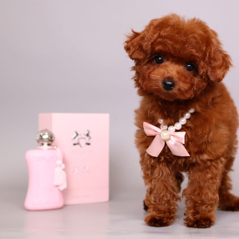 Teacup Toy Poodle