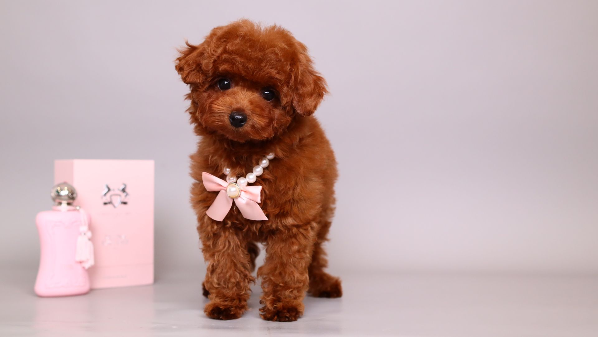 Teacup Toy Poodle