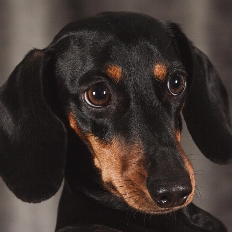 Miniature Dachshund
