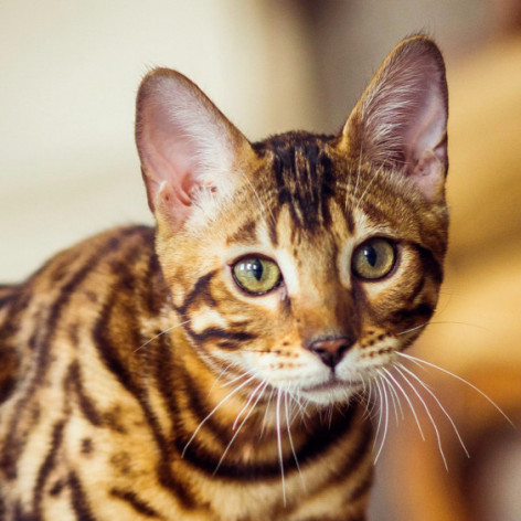 Bengal