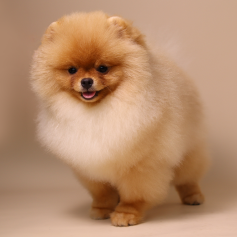 Pomeranian