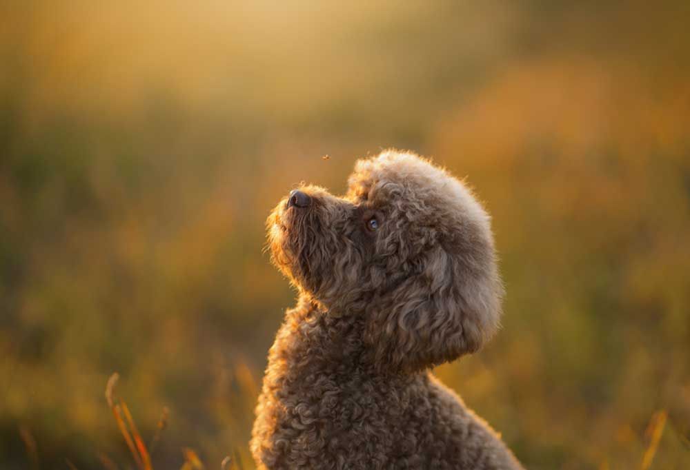 Miniature Poodle
