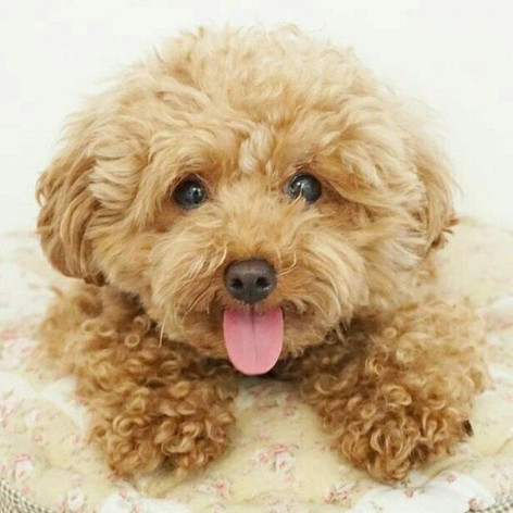 Miniature Poodle