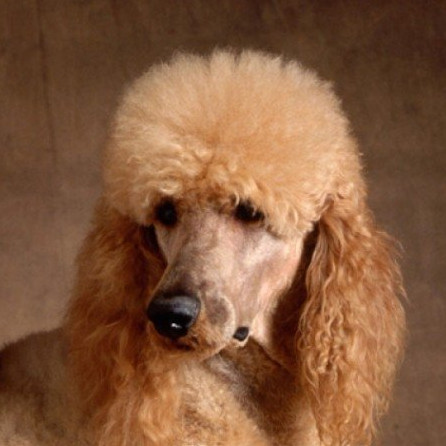 Poodle