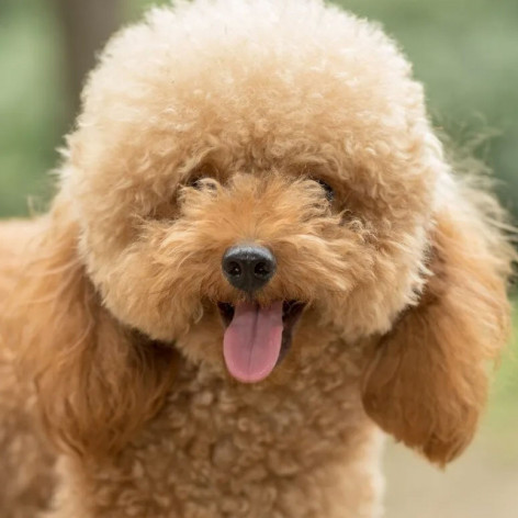 Toy Poodle