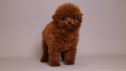TOMACINO  CHERRY RED TOY POODLE CLASSIC CHINESE TYPE