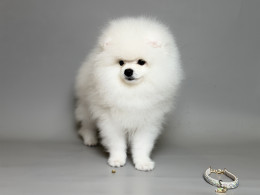 NIGEL snow white Pom