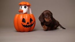 Archie AKC Mini Dachshund