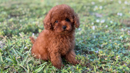 Chanel Red teacup puppy