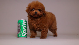 TARIX Tiny Red Toy Poodle