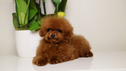 TARIX Tiny Red Toy Poodle