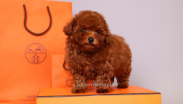 HERMES 