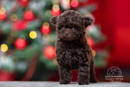 Bella Teacup Chocolate 