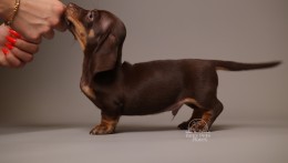 Archie AKC Mini Dachshund