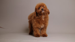 Nova Red Unique teddy bear