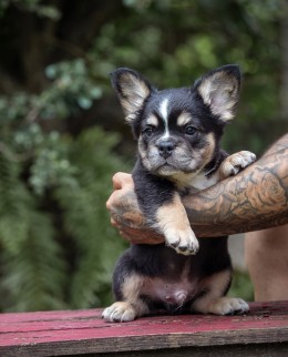 ZORO TRICOLOR BLACK & TAN Frenchie