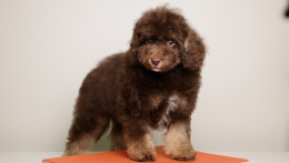 LUCIAN — CHOCOLATE PHANTOM MALE WITH WHITE POINTS