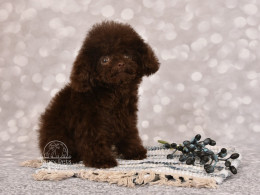 BENTLEY Chocolate TEACUP