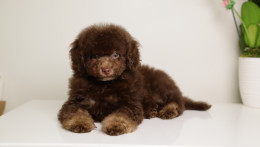 LUCAS — CHOCOLATE PHANTOM MALE WITH BLUE SEGMENT EYES