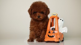 Happily Homed-JULIET 