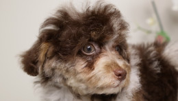 LUELLA DARK CHOCOLATE MERLE