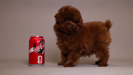 TORRENCE  MAHOGANY RED TOY POODLE