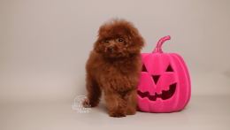 Kelly Cherry red chinese toy