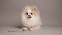 AMELIE — CREAM WHITE PARTI TEDDY BEAR POM