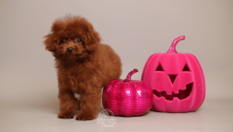 Kelly Cherry red chinese toy