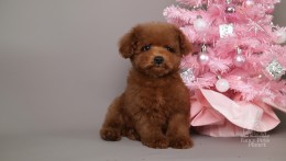 Mila- Teddy Bear red Poodle