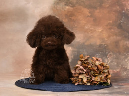 BENTLEY Chocolate TEACUP