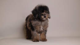 Ollie Black Brown Merle 