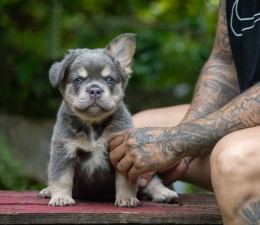 LUFFY  LILAC & TAN FLUFFY