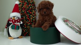 Luna Cherry Red teacup