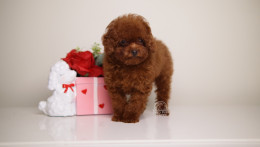 MING – MAHOGANY RED TOY 