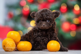 Bella Teacup Chocolate 