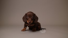 Archie AKC Mini Dachshund