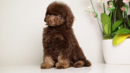 LUCAS — CHOCOLATE PHANTOM MALE WITH BLUE SEGMENT EYES