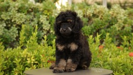 CARLOS BLACK PHANTOM TOY–MINI