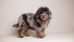 Ollie Black Brown Merle 