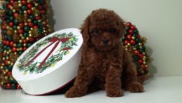 Luna Cherry Red teacup