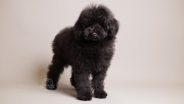 Benji Black Toy poodle