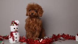 ROMEO  DEEP CHERRY RED TEACUP TOY POODLE