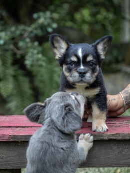 ZORO TRICOLOR BLACK & TAN Frenchie