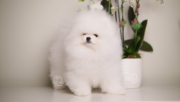 ASTON – SNOW WHITE TEDDY BEAR