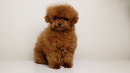 TARIX Tiny Red Toy Poodle