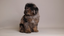 Ollie Black Brown Merle 