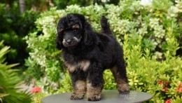 CARLOS BLACK PHANTOM TOY–MINI